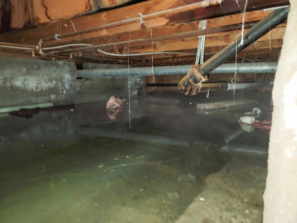 Best Mold Prevention and Remediation in Glendale, CA